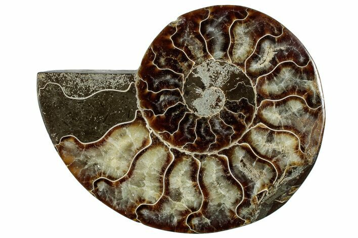 Cut & Polished Ammonite Fossil (Half) - Madagascar #292808